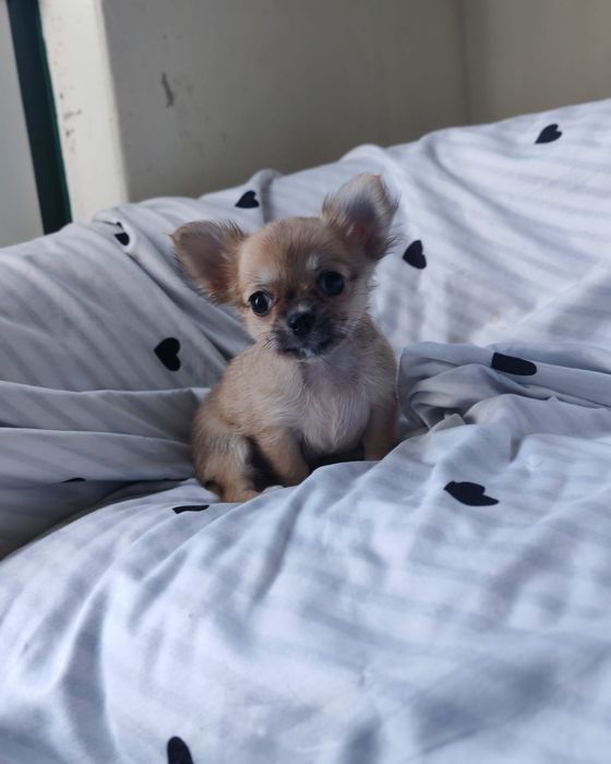 Chihuahua Fêmea pelo longo