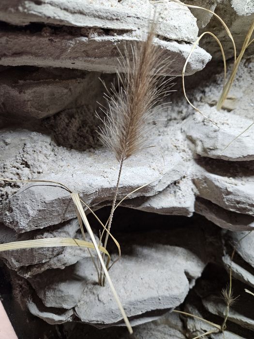 Terrarium pustynne gekon lamparci eublefar