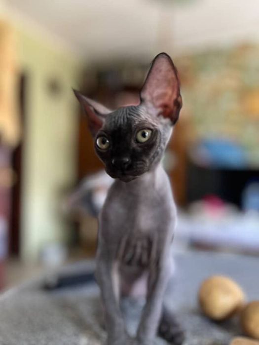 Канадский сфинкс