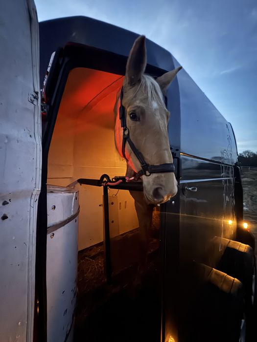 Oferujemy transport koni (zwierzat ) 24h/7