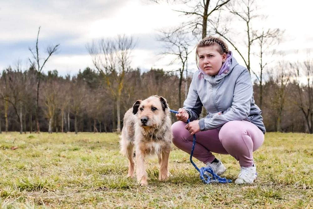 Nieśmiały psiak szuka domu! Adoptuj!