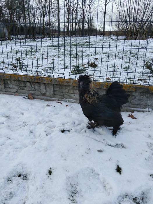 Koguty Silki różne kolory