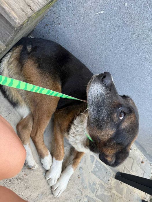 Psiaczek ok.8 letni,grzeczny,dobry do adopcji.