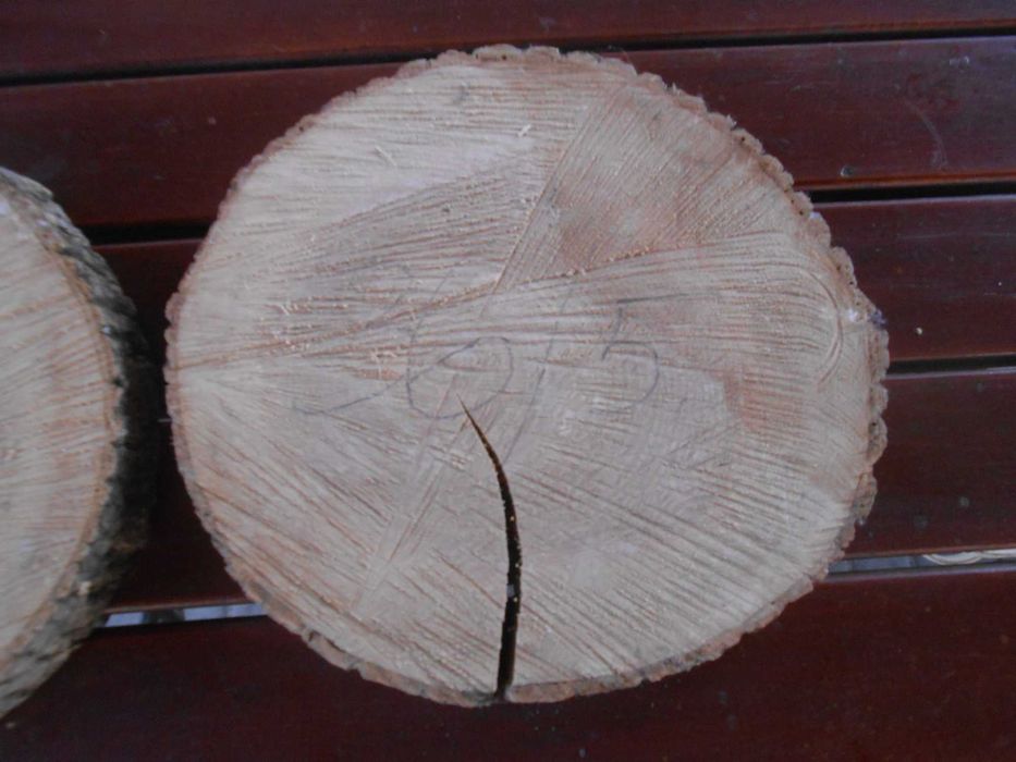Plastry jesionowe 2 sztuki średnica 36 cm, gr. 5 cm
