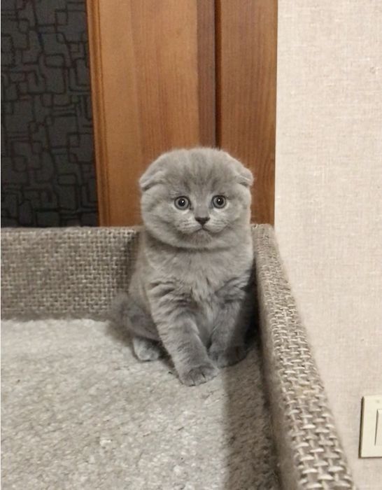 Scottish fold ( дівчинка)