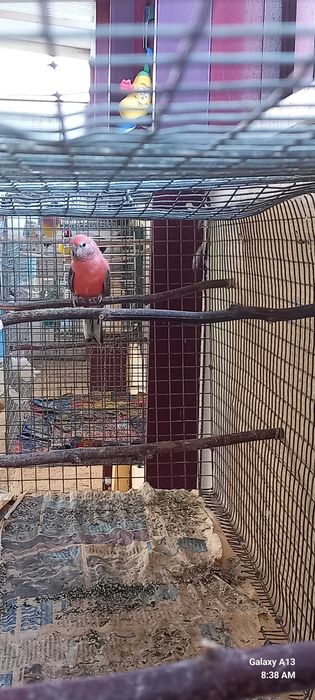 Bourke femea 2026