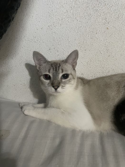 Gatinhos para adocao Fernao Ferro/Seixal