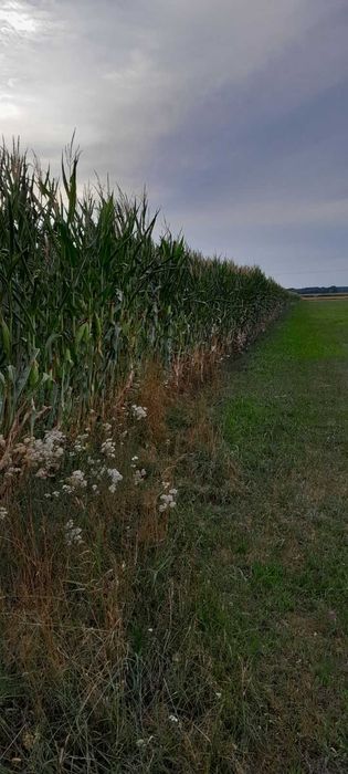 Sprzedam kukurydzę na pniu