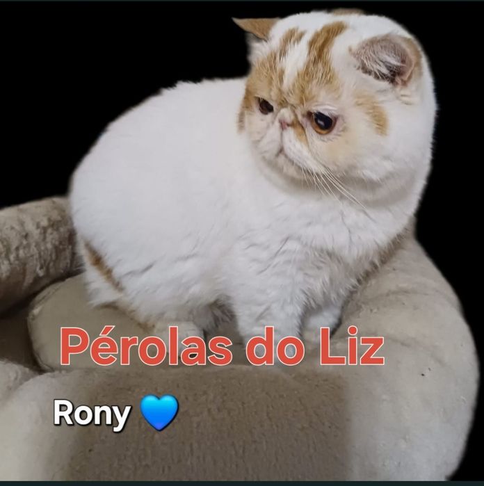 Gatinho  adulto com lop