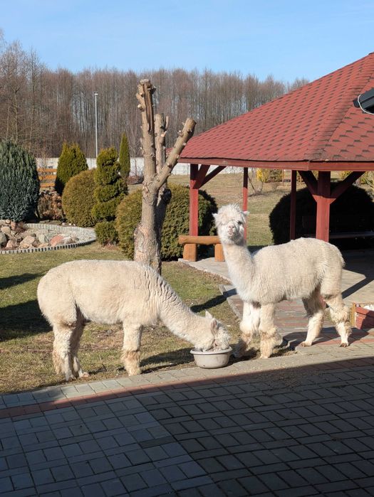 Alpaka alpaki samica samice