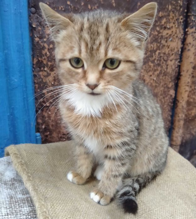 Кошеня/Коти/Котенята/котята