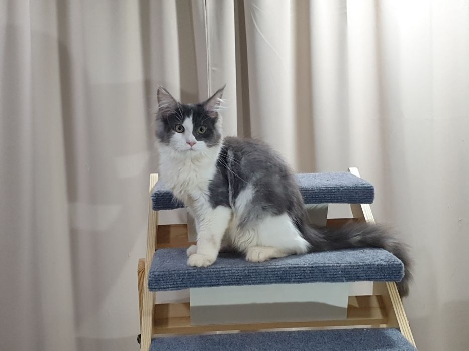 Fêmea maine coon com pedigree