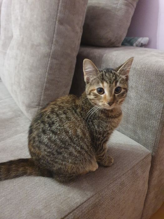 Słodka kotka 4 miesieczna