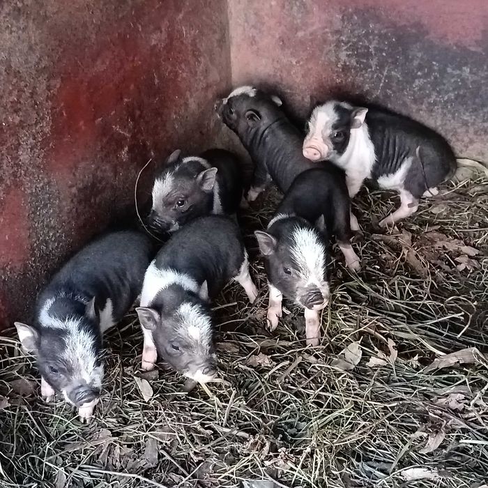 porcos vietnamita / Min pigs