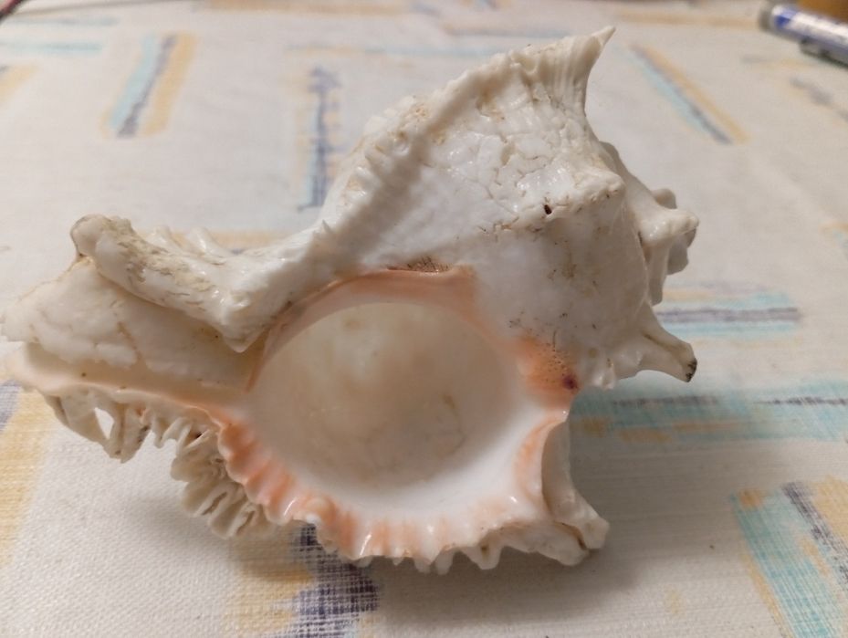 Duża muszla rozkolca (Murex ramosus, Chicoreus ramosus)