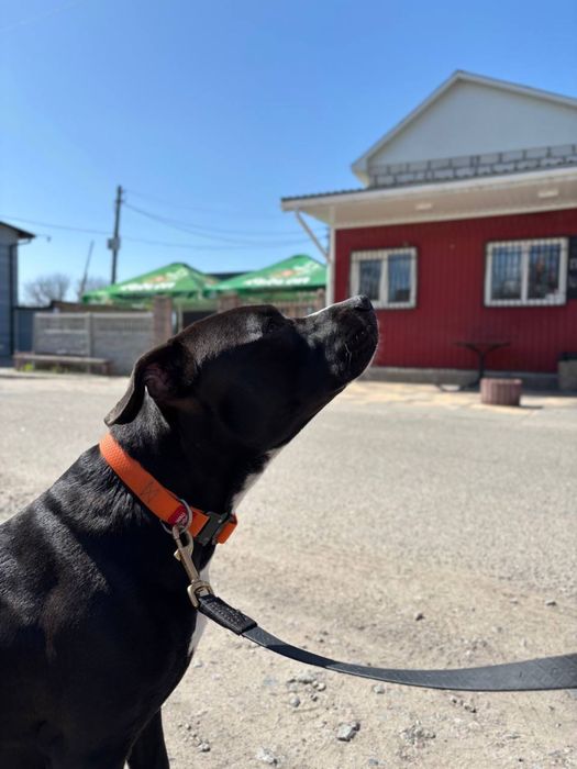 Вʼязка собаки кобель Амстафф