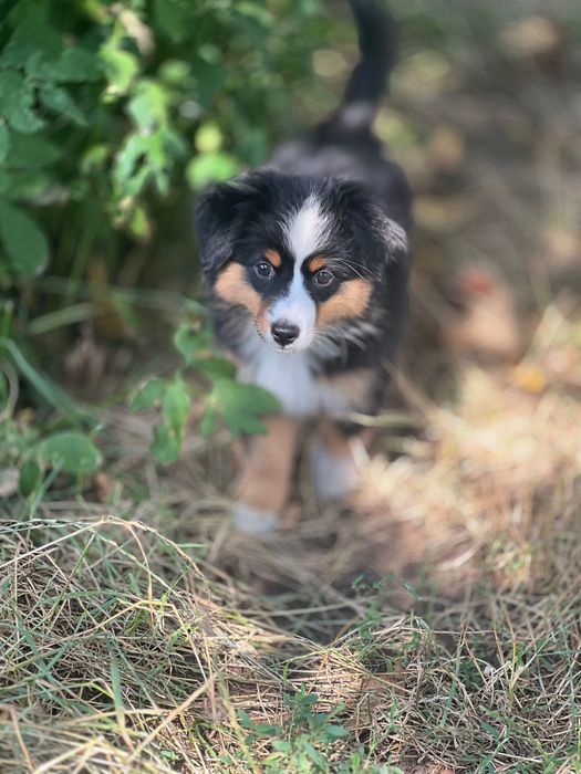 Miniaturowy Owczarek Amerykański (Mini Aussie) – wyjątkowy piesek Black Tri