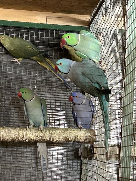 Aleksandretty obrożne papugi