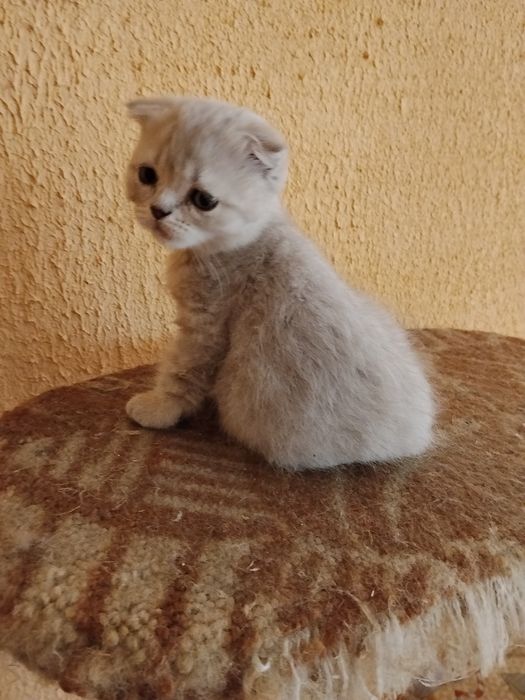Продам шотландського котіка