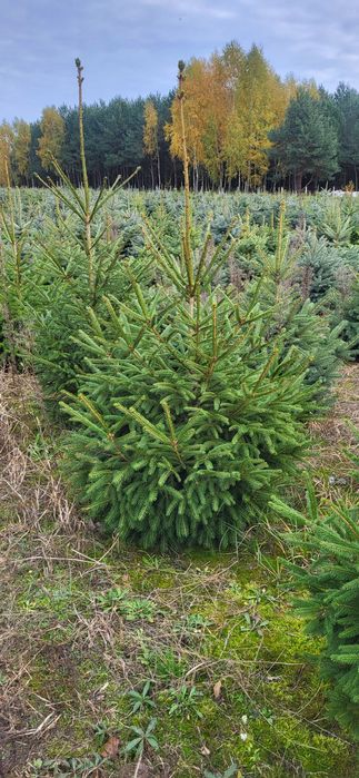 Świerk Srebrny,  pospolity,  jodła kaukaska Hurt-detal