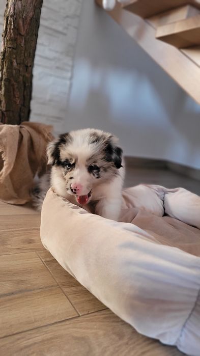 Border Collie Blue-Merle Suczka Piesek