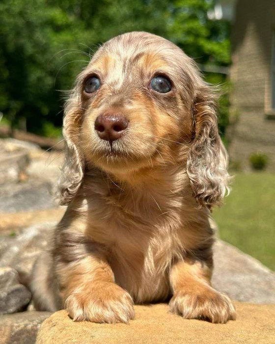 Довгошерстна мерлешнчка