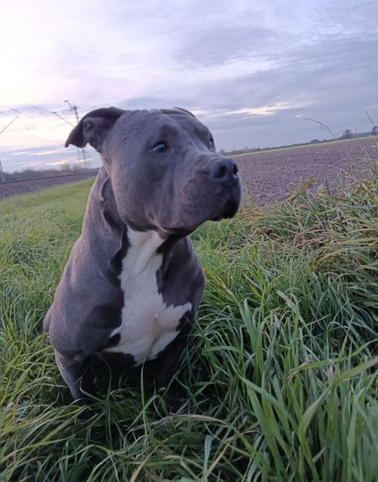 Oddam suczkę owczarek mix