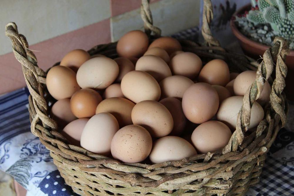 Ovos de galinha caseiros