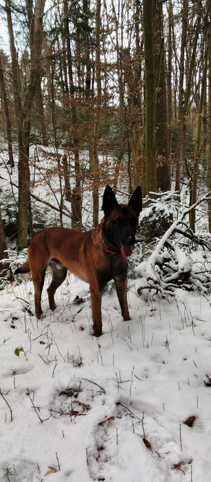 Щенки малінуа бельгійська вівчарка