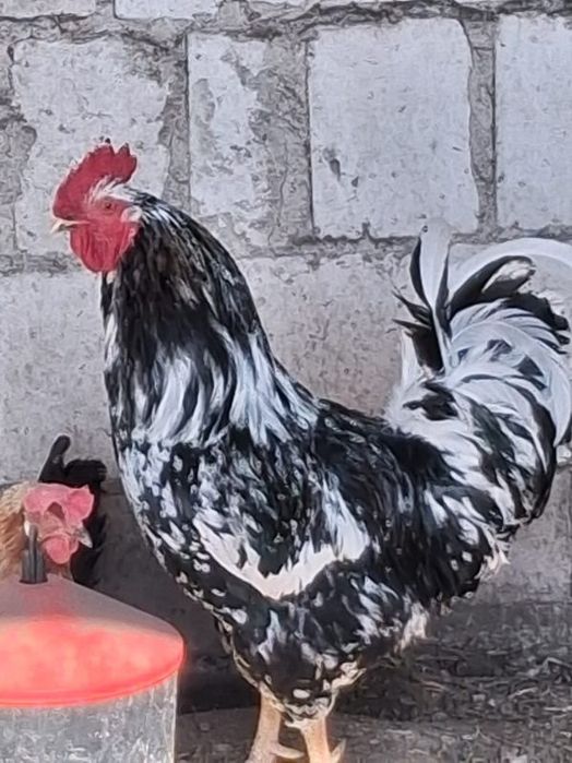 Około 3 letni kogut