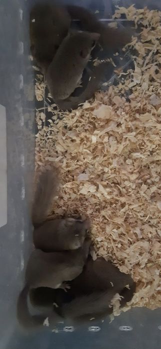 Popielica afrykańska/likwidacja hodowli