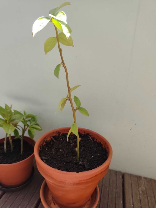 Planta Ora pro nóbis Ora-pro-nóbis