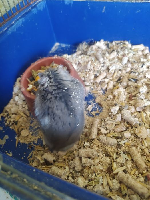 Джунгарский хомяк