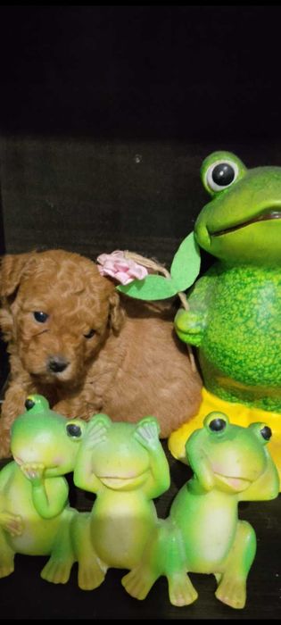 Maltipoo szczeniaczek