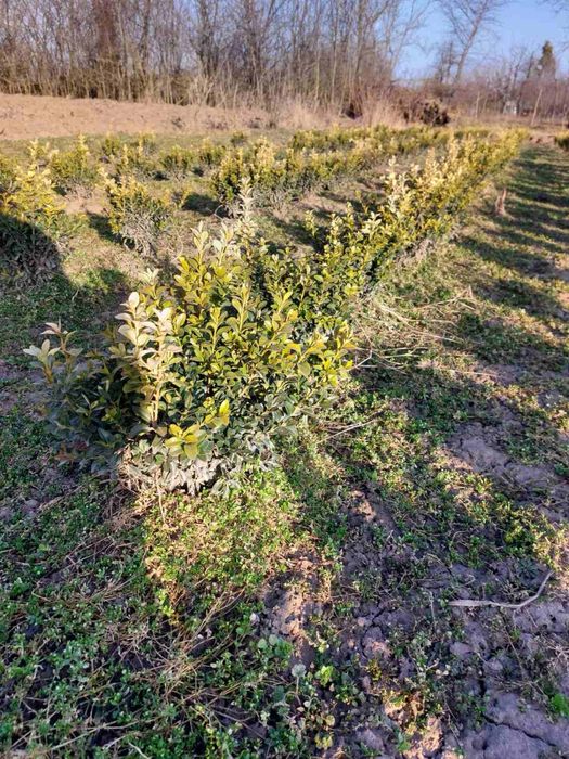 Продається самшит