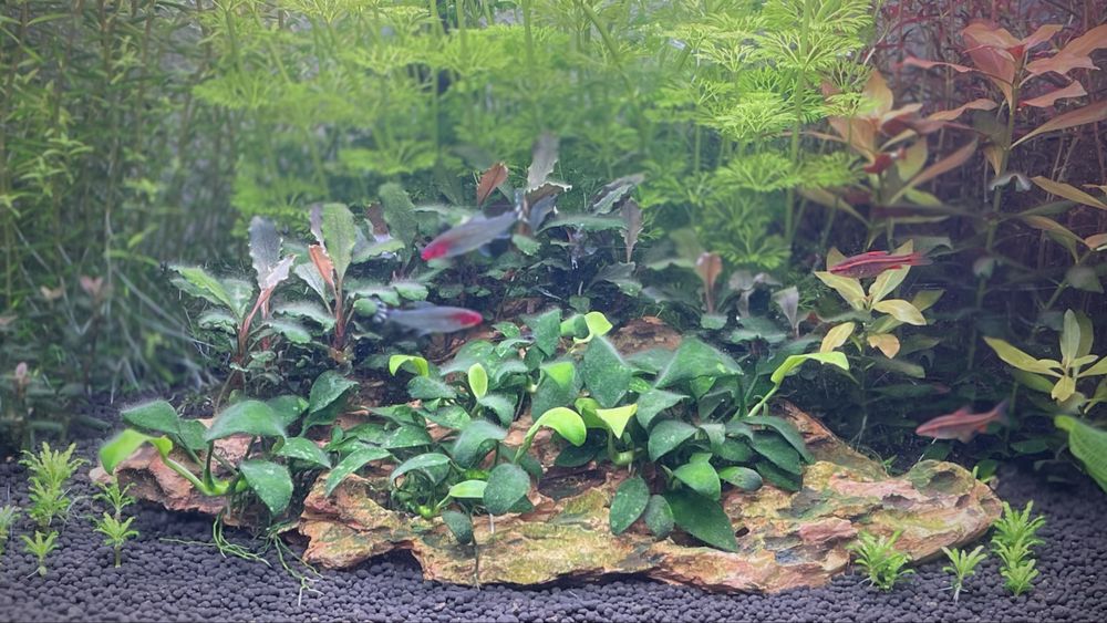 Barbo Cereja - Oferta de Plantas