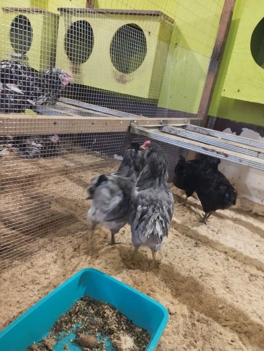 Інкубаційне яйце Амераукана