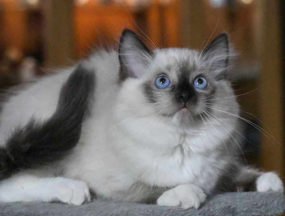 Ragdoll kotka  JOWI po przebadanych rodzicach