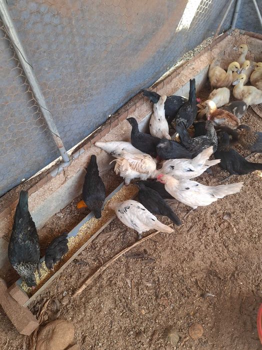 Animais para voarem para outras quintas