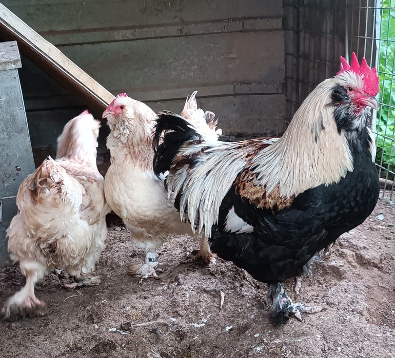 Galinhas Faverolles Raça Pura