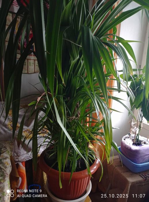 Шикарна пальма - вазон