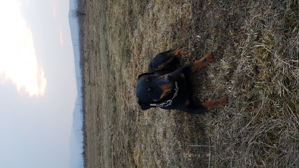 Ягдтер'єр (ягдтерєр) в'язка...