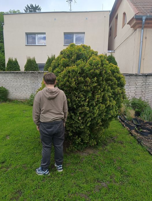 Duża tuja ponad 2 metry
