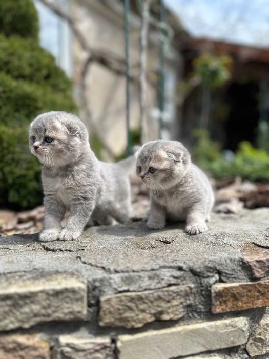Шотландські висловухі кошенята