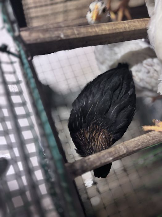 Frangas e frandos leghorn e poedeira