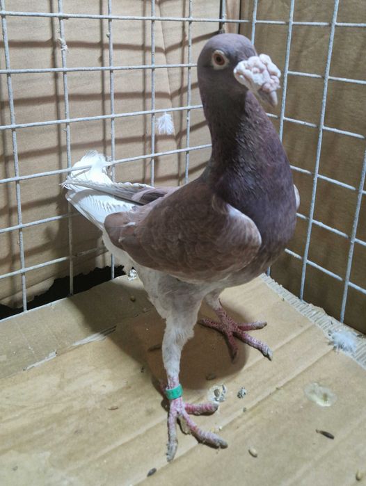 Gołębie staropolski