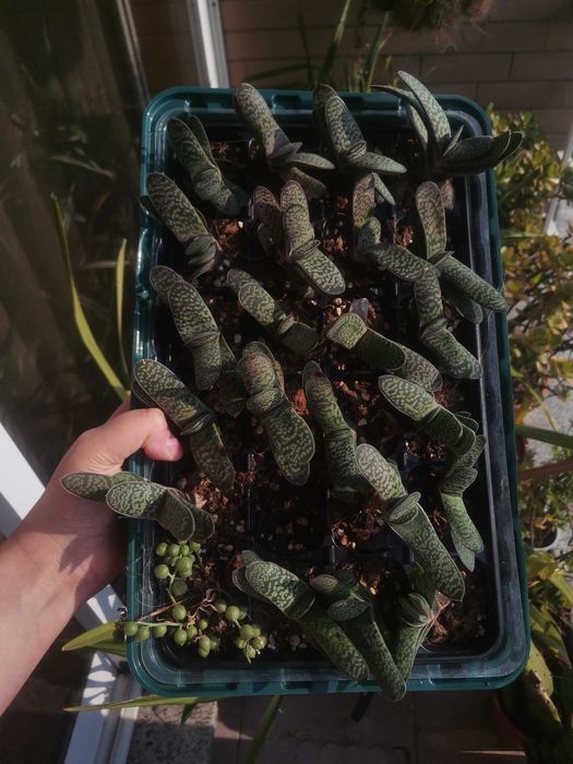 Tabuleiro com suculentas64285798530819123