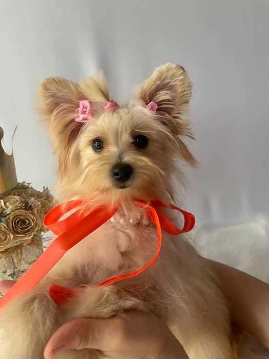 Всього 3 Чарівні Помапу