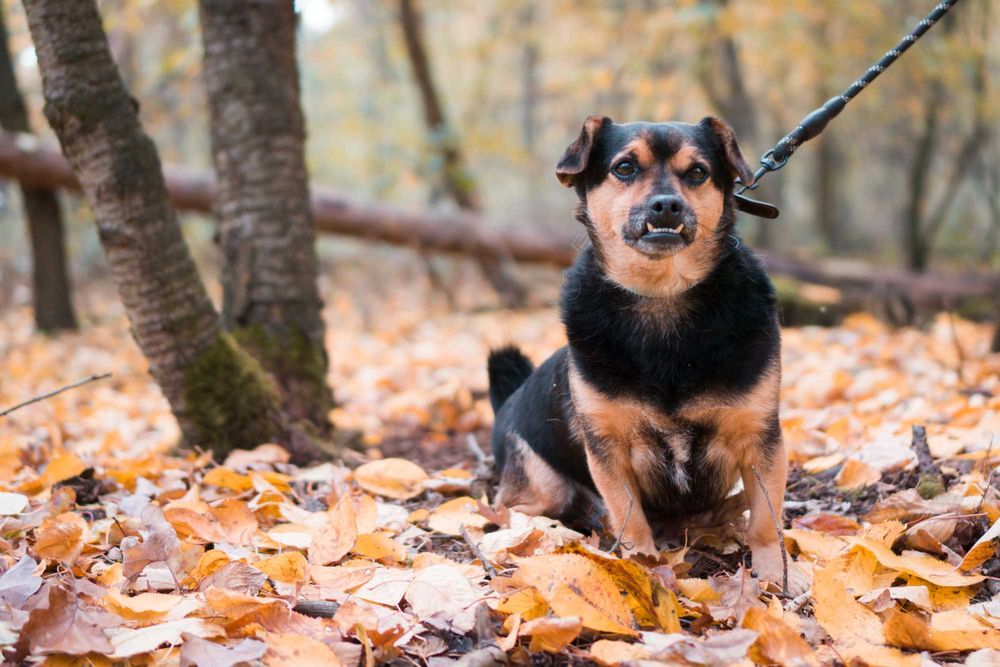 5 letni Szkrabek do adopcji!
