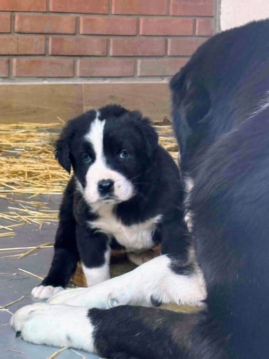 Щенки Среднеазиатской Овчарки